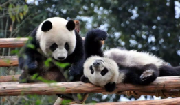 娱乐圈吃瓜熊猫胖胖,熊猫胖胖的吃瓜日常